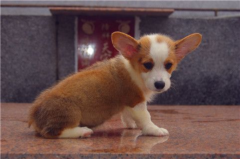 雕色MM-4