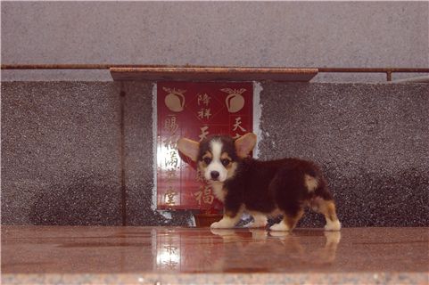 三色2DD (2).JPG