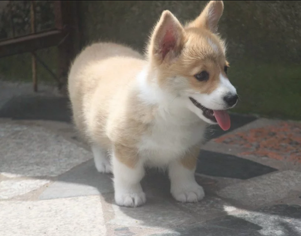 QQ图片20160601203648.png