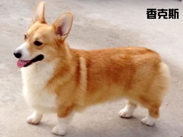 香克斯.jpg