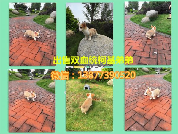 出售柯基幼犬.jpg