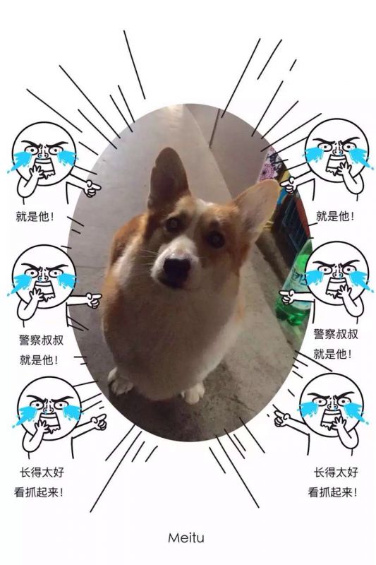 狗妈妈