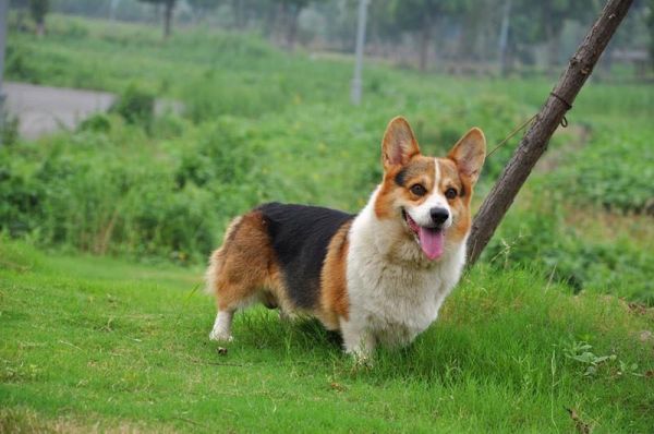 狗爸爸