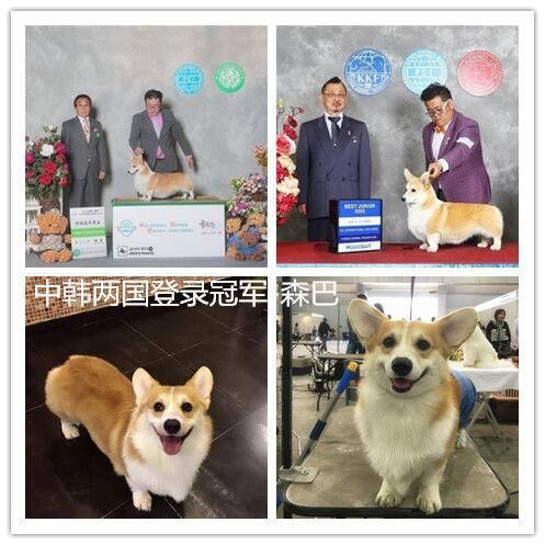 森巴.jpg