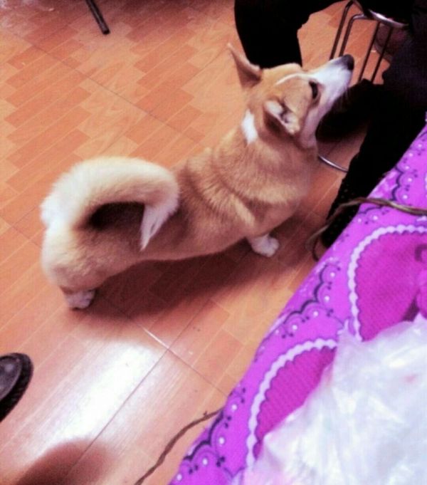 呆呆.jpg