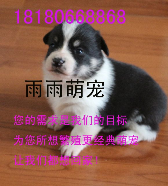 柯基广告3.jpg