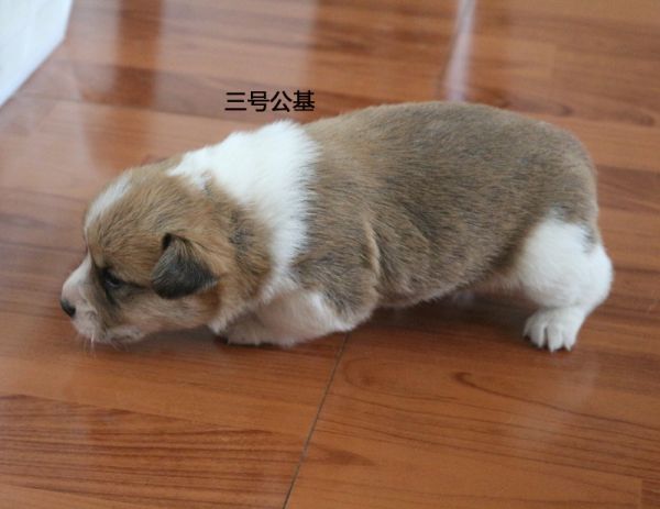 三号公基1.jpg