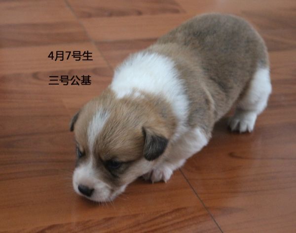 三号公基.jpg