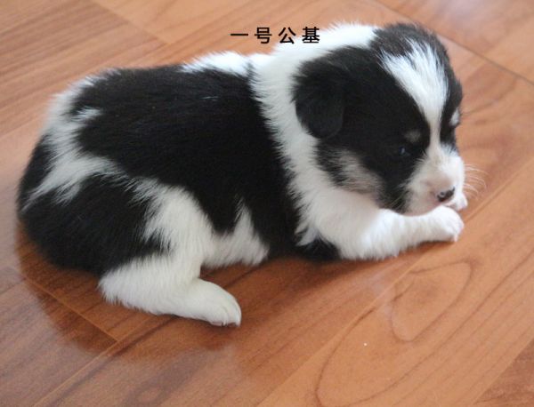 一 号 公 基.jpg