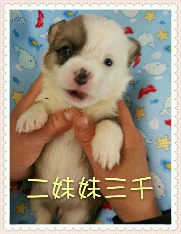 二妹妹