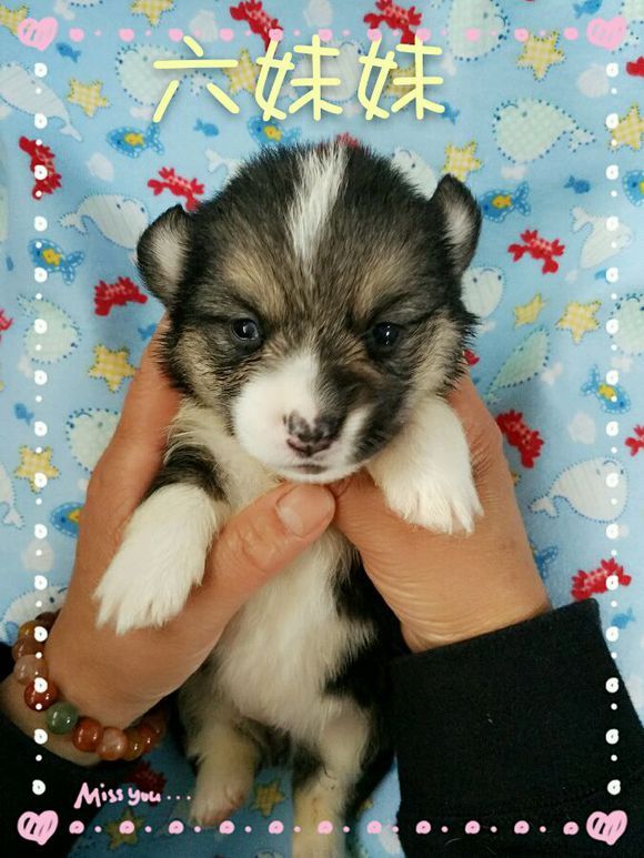 六妹妹6千