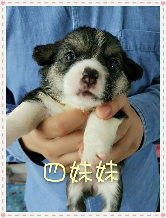 四妹妹