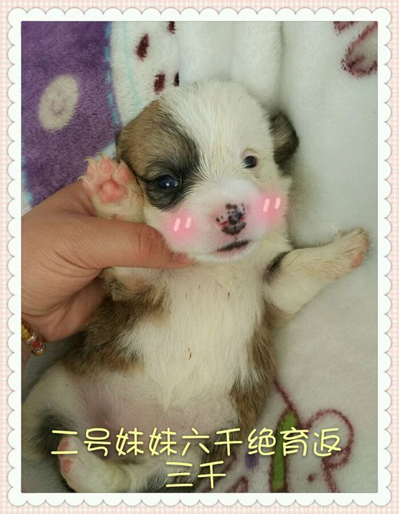 二妹妹