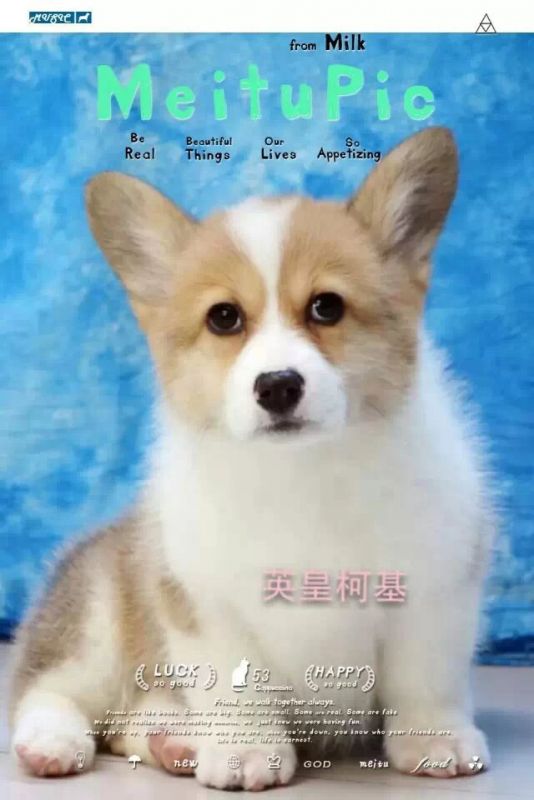 小可可