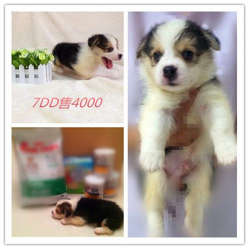 IMG_3987_副本_副本_副本.jpg