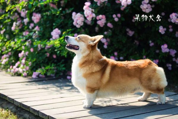 狗爸爸