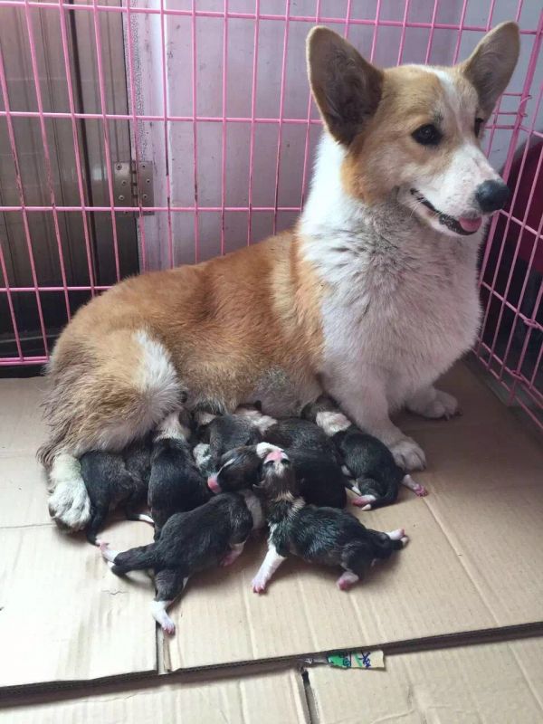 狗妈妈