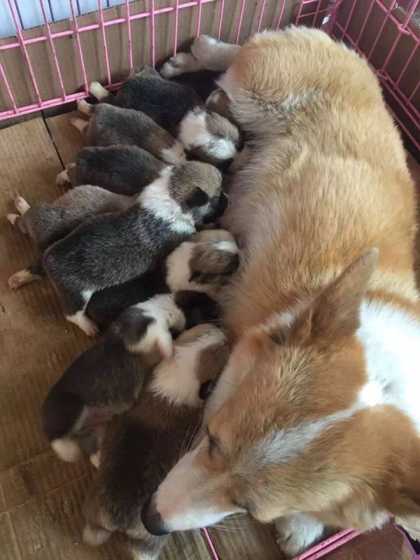 狗妈妈