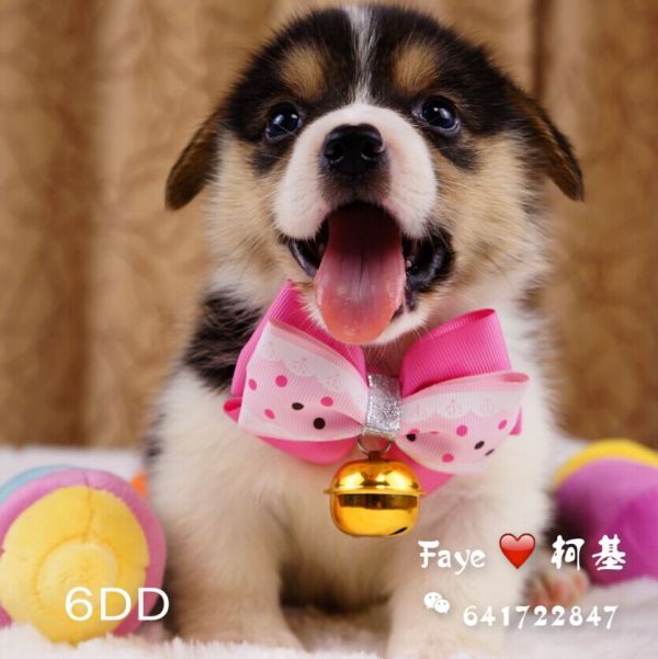 6DD-1.jpg