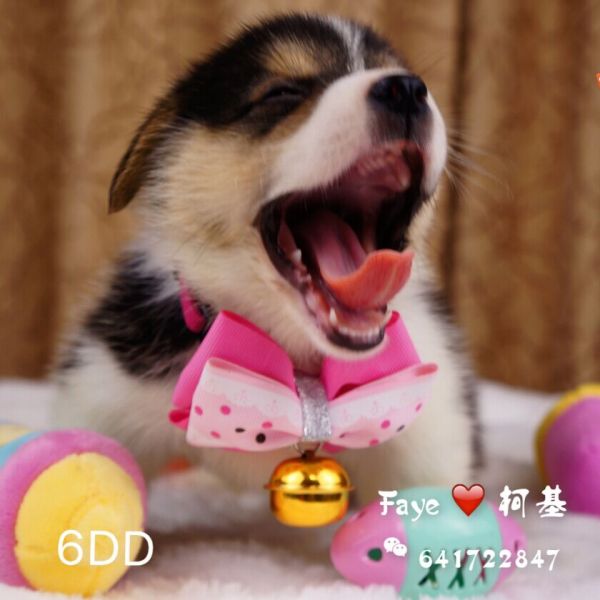 6dd-3.jpg
