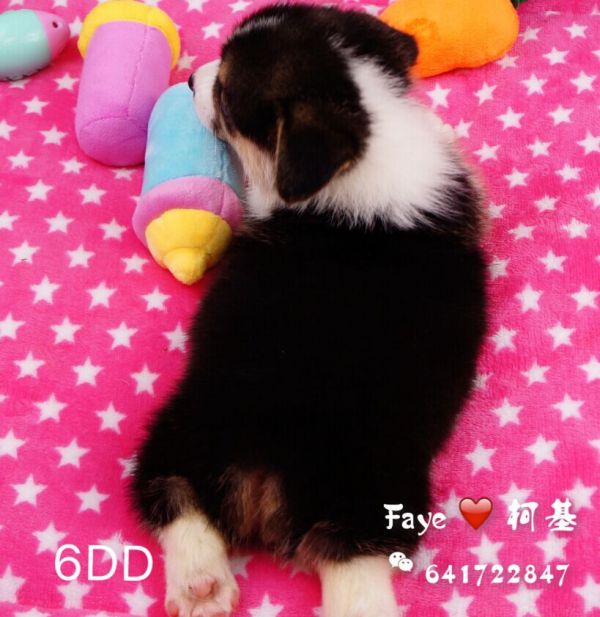 6DD-4.jpg