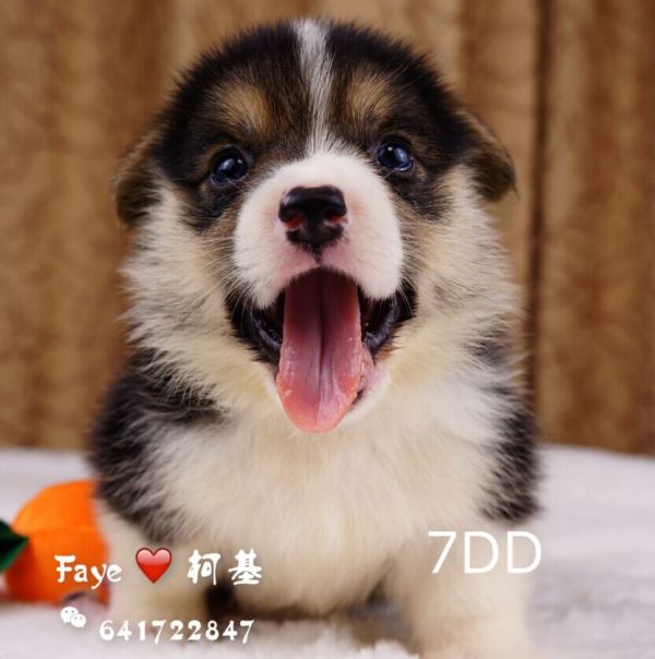 7dd-1.jpg