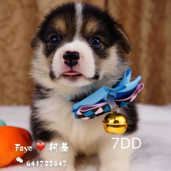 7dd-3.jpg