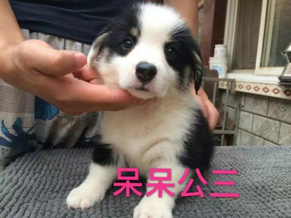 小白耳.jpg