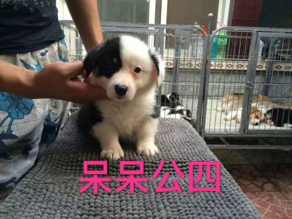 阴阳脸.jpg