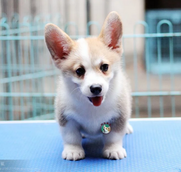 QQ图片20160615132120 公三.png