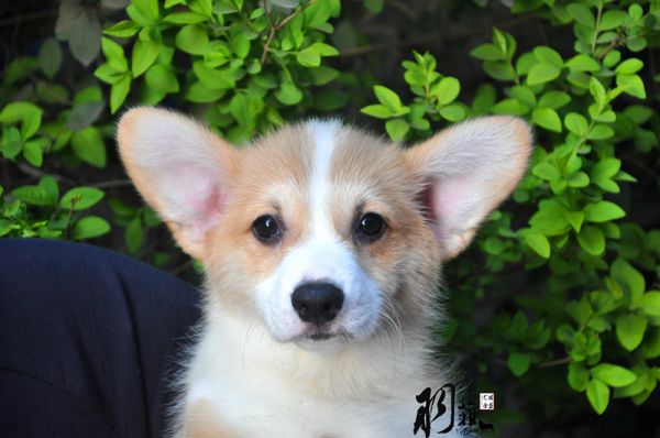 多俊_副本.jpg