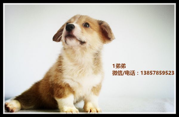IMG_0991_副本_副本1.jpg