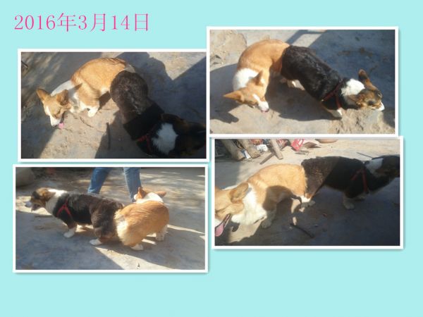 20160314_配。跳跳_副本.jpg