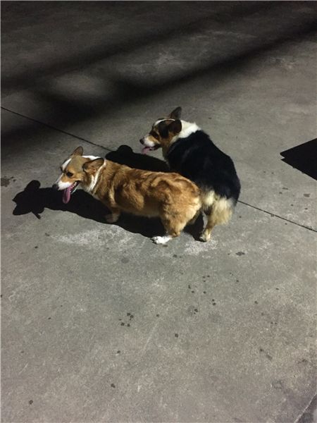 猪仔配卡卡160722-1