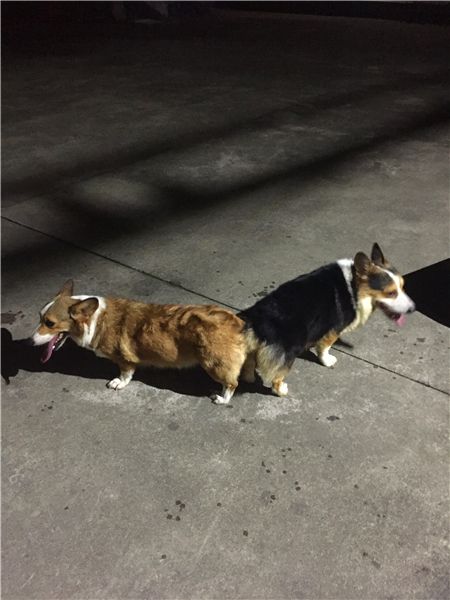 猪仔配卡卡160722-2