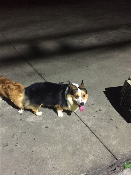 猪仔配卡卡160722-3