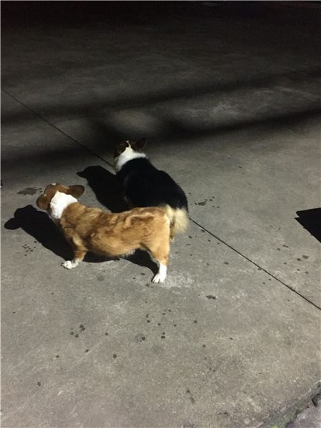 猪仔配卡卡160722-4