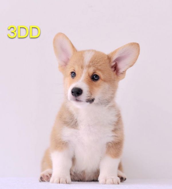 image.jpeg