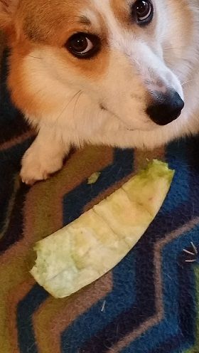 花名： 净坛使者