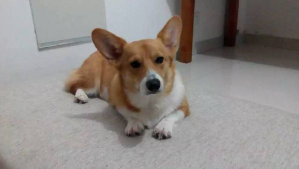 狗妈1.jpg