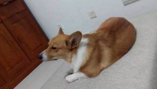 狗妈2.jpg