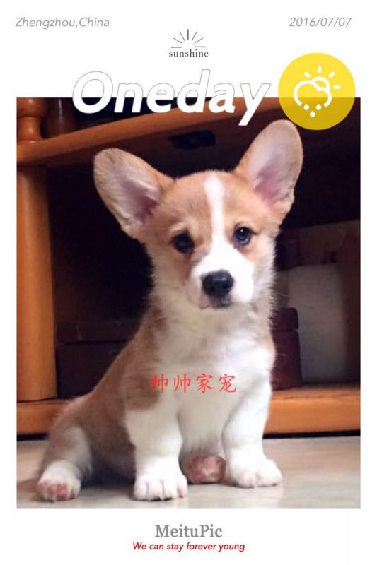 蕾娜儿子