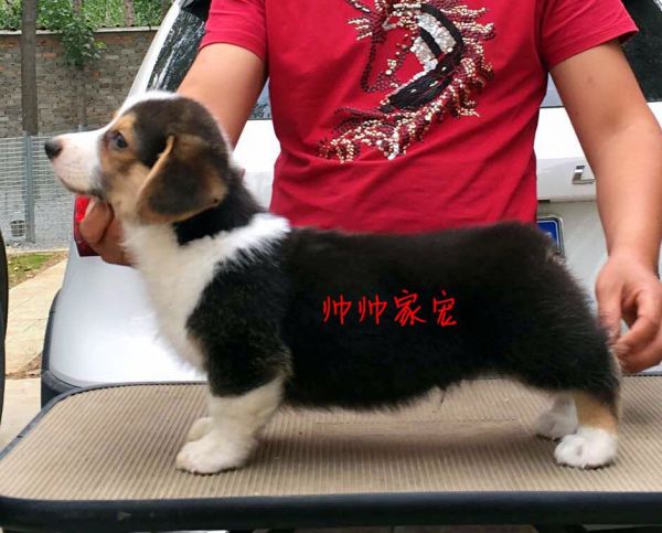 甜心儿子