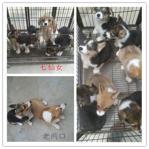 18A152403338F567A3A76E6BC6790C4A_副本.jpg