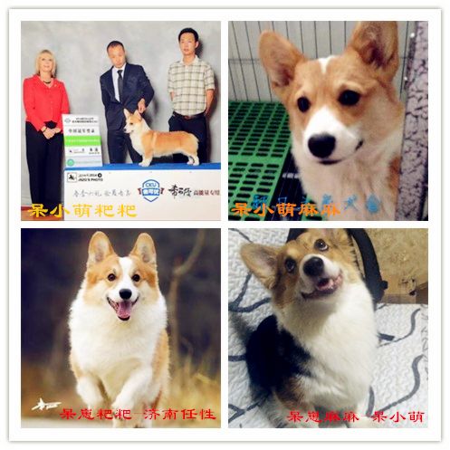 狗合.jpg