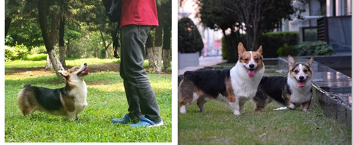 左边爸爸，右边妈妈