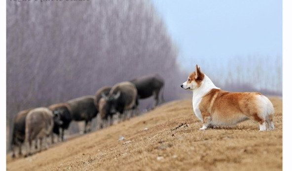 克鲁尼1.jpg