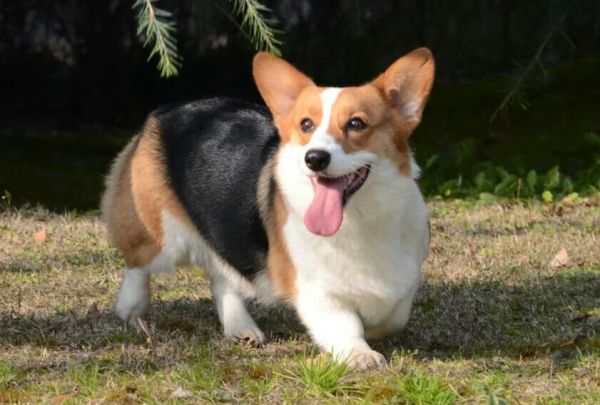 COCO父母1.jpeg