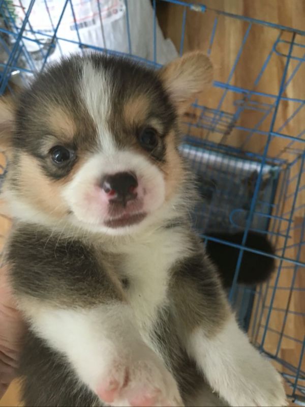 花色对称,无失格