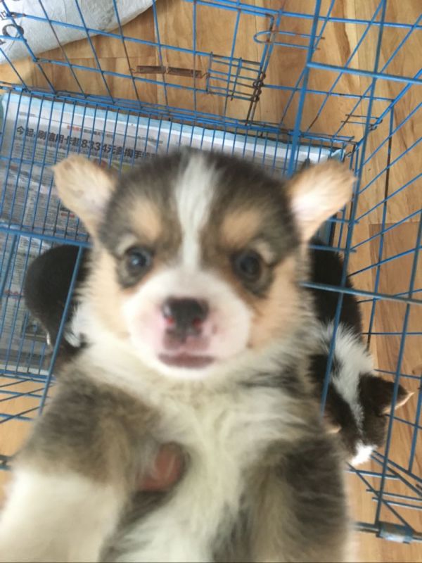 花色对称,无失格